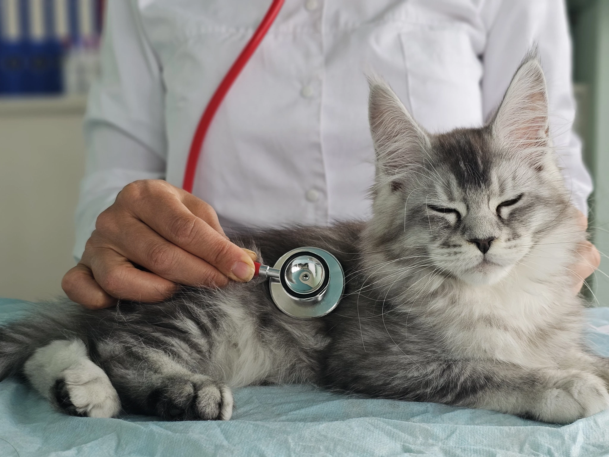 veterinarian-checks-cat-heartbeat-while-it-lies.jpg