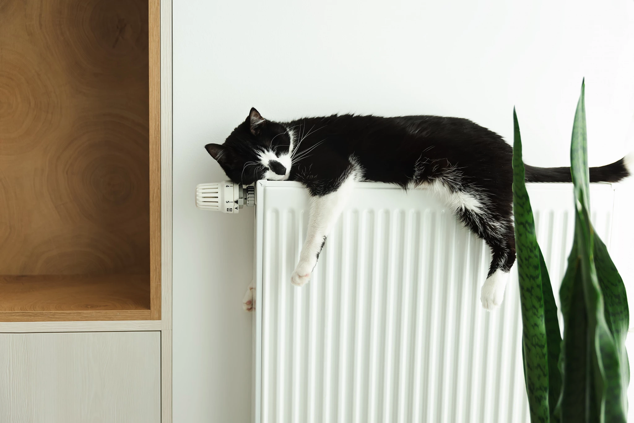 cat-lies-heating-radiator.jpg