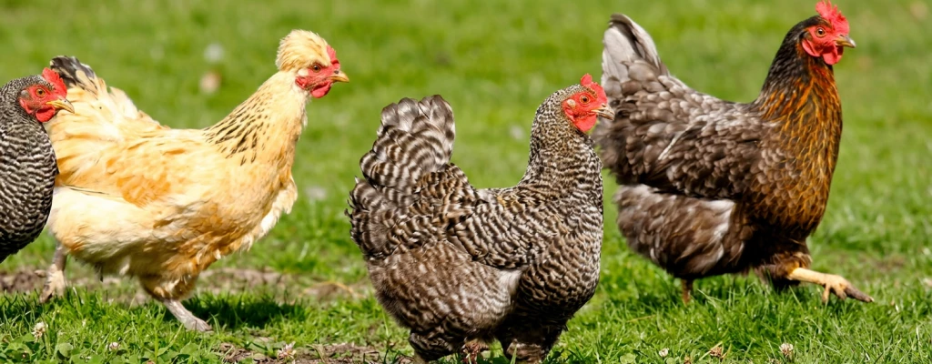 2 Факторы, влияющие на продуктивность кур.png