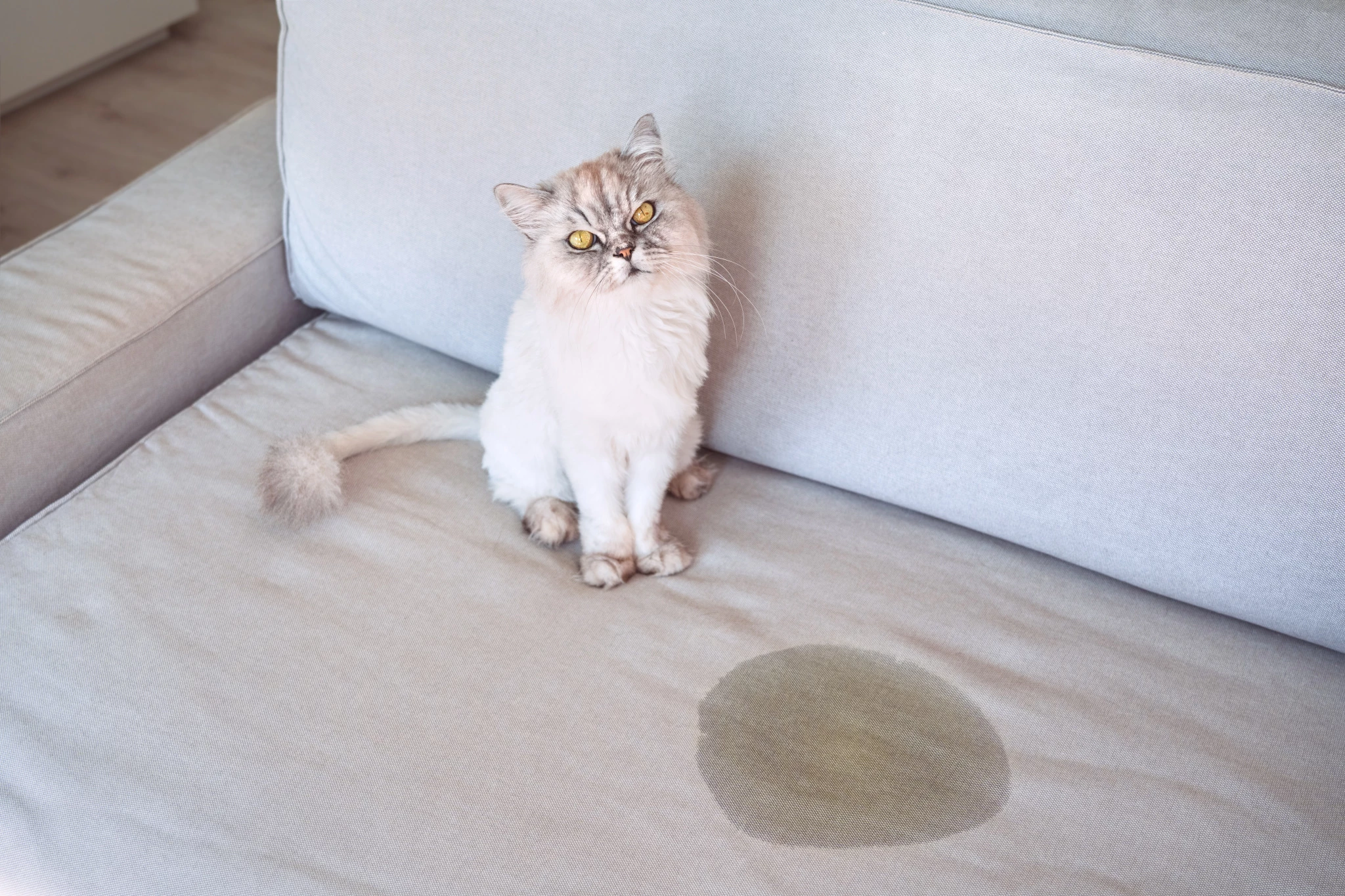 cat-mark-territory-cat-urinating-home-cat-sitting-near-piss-spot-couch-bad-cat-behaviour.jpg