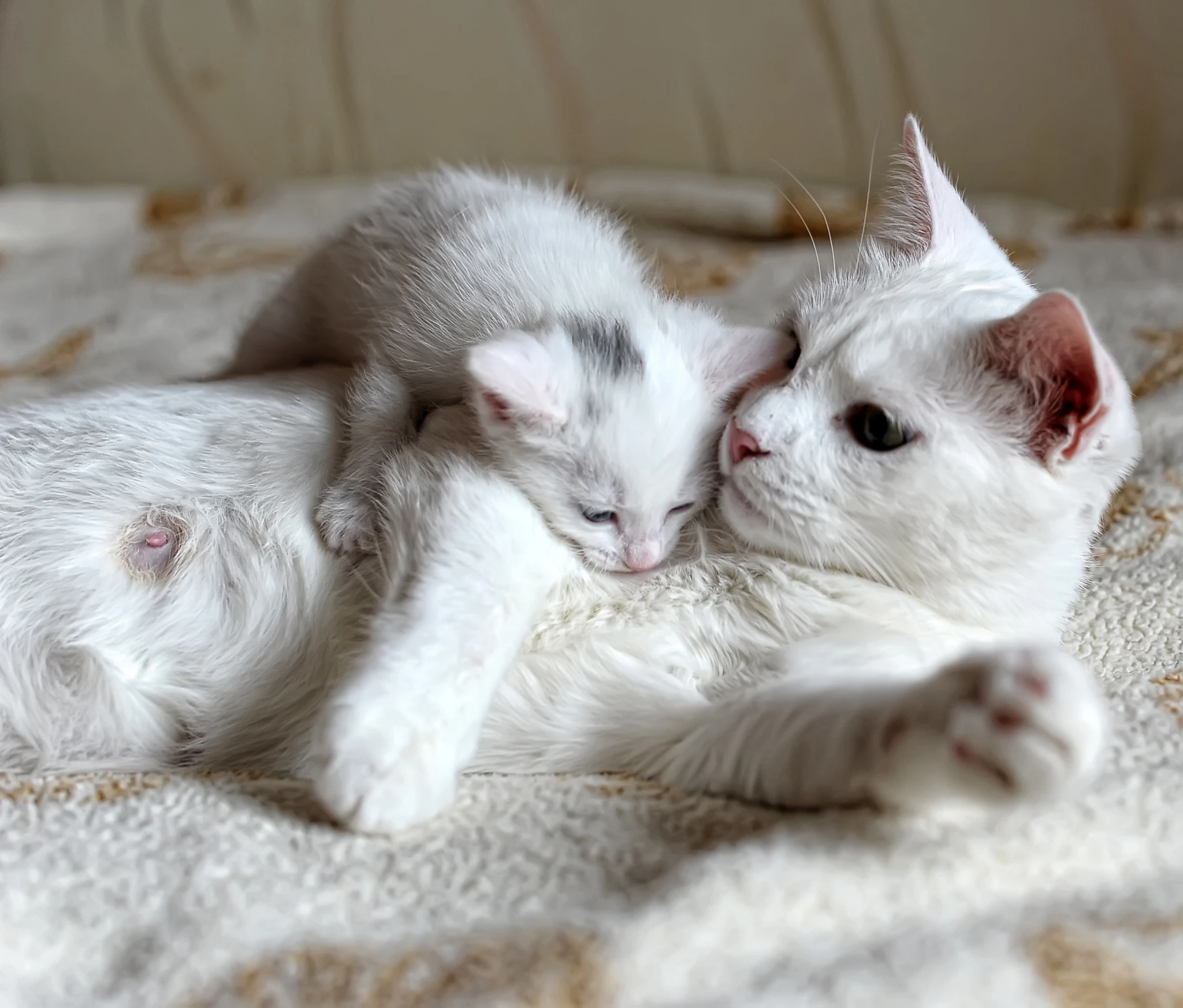 white-cat-resting-home(1).jpg