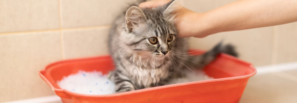 Как приучить котенка к лотку_(1).png