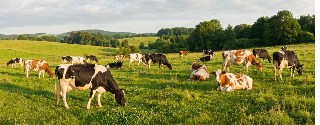1 Значение и поддержание здоровья кожи вымени.png 1 Значение и поддержание здоровья кожи вымени.png