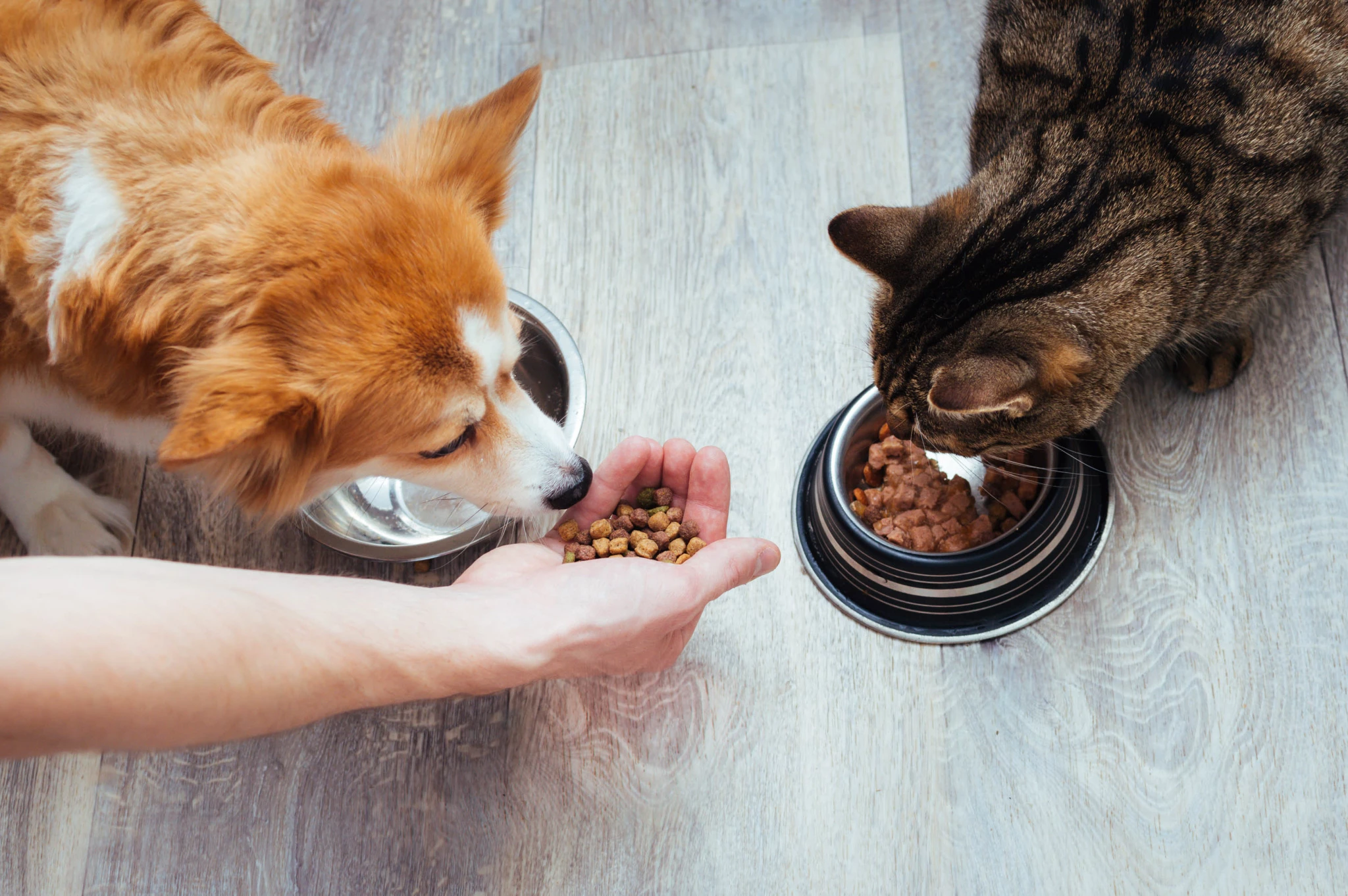 owner-pours-dry-food-cat-dog-kitchen-master-s-hand-close-up-concept-dry-food-animals.jpg