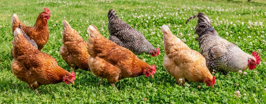 1 Факторы, влияющие на продуктивность кур.png