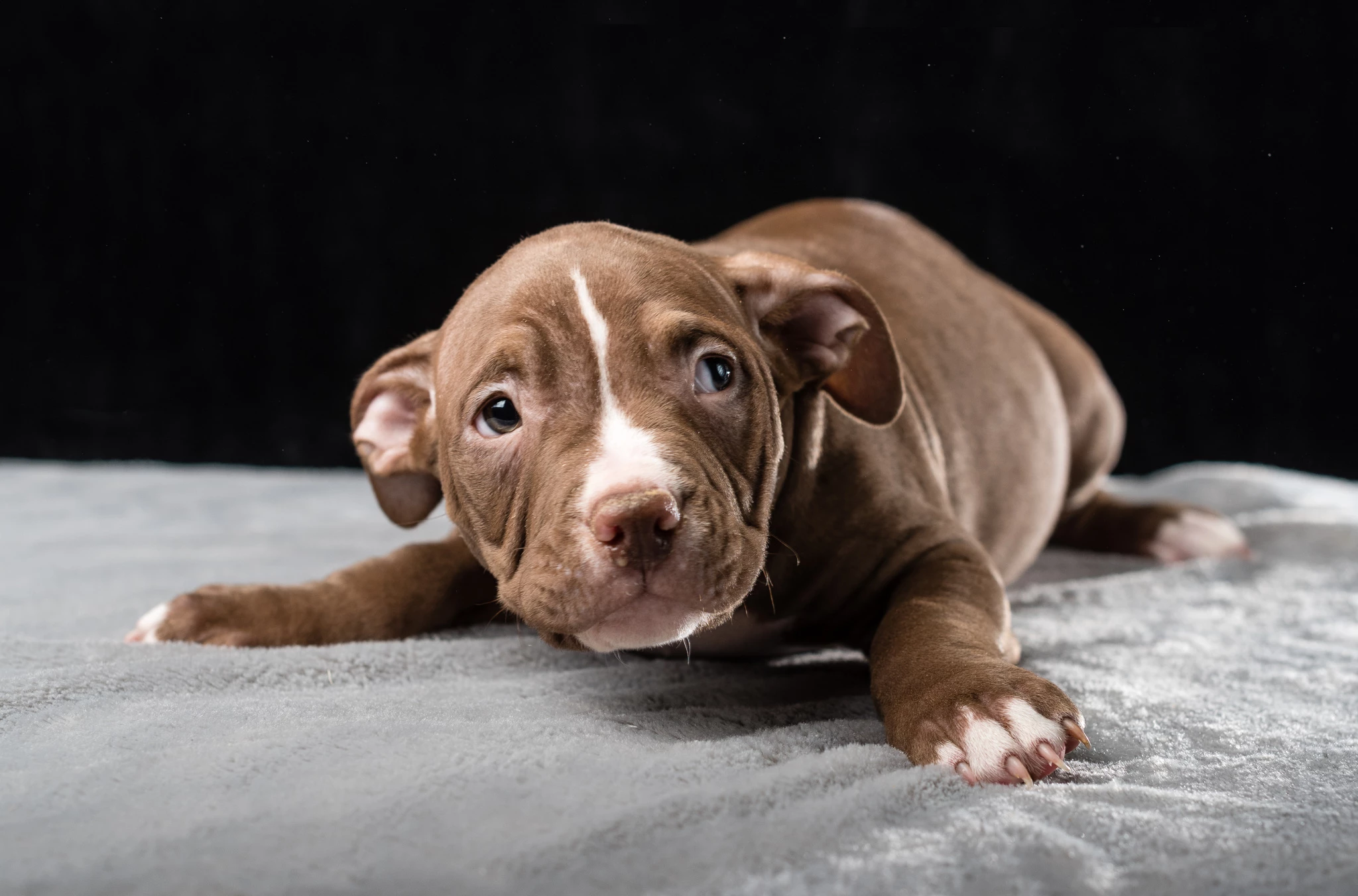 puppy-american-bully-breed-black-background.jpg