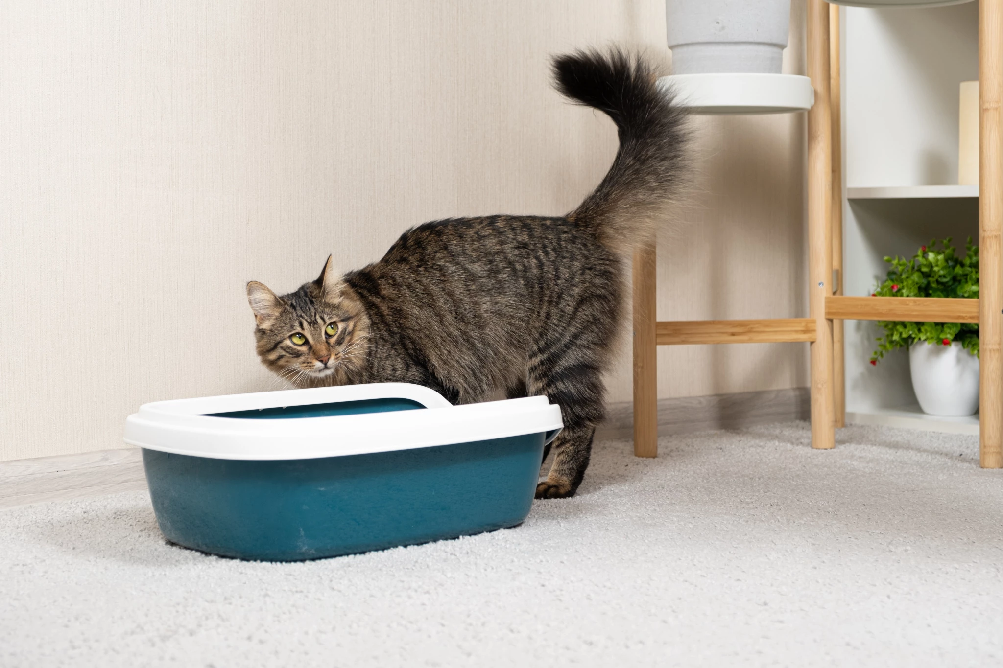 domestic-cat-is-accustomed-toilet-litter-box.jpg