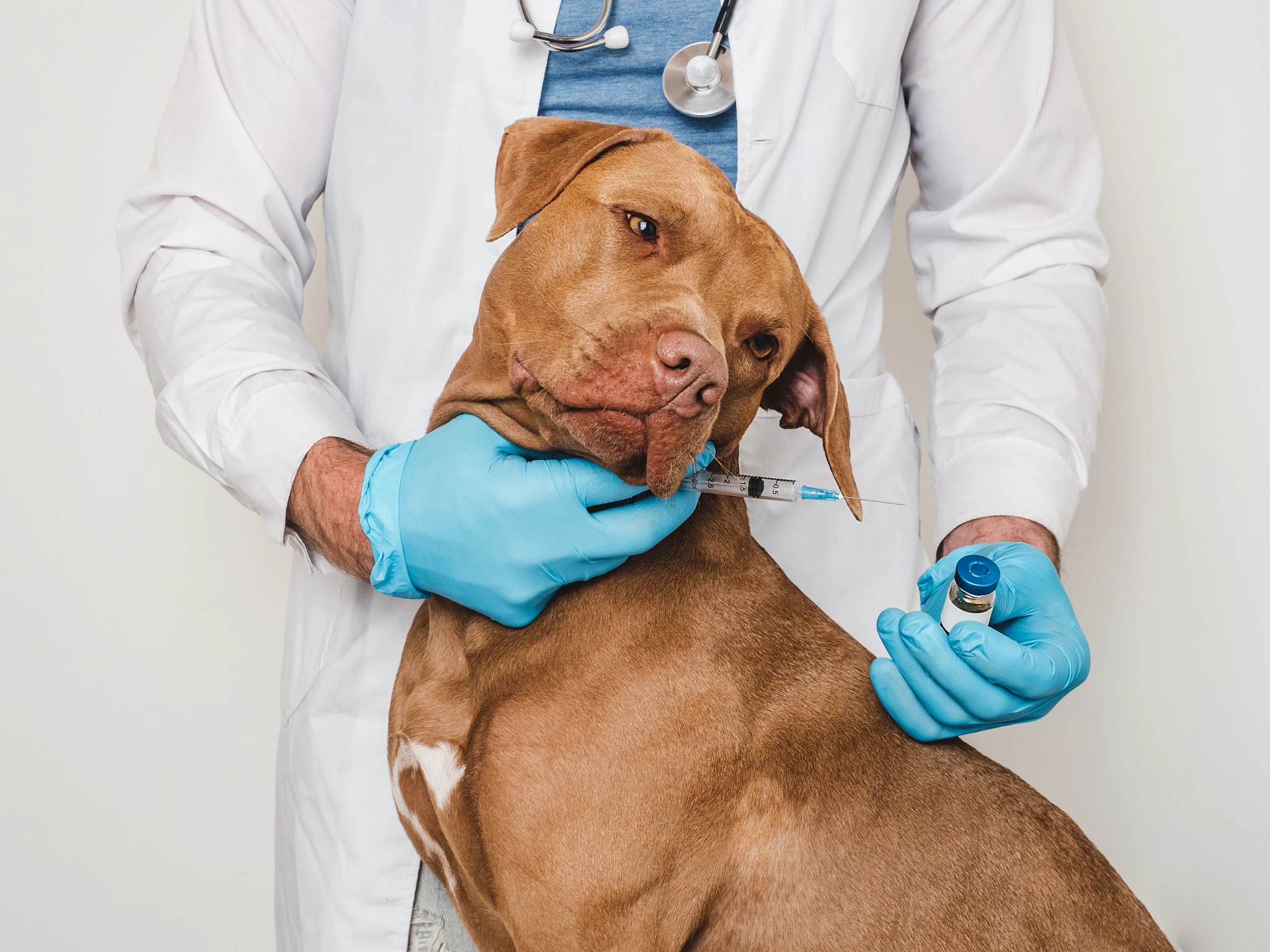 veterinarian-makes-vaccination-adorable-dog-closeup-white-isolated-background-studio-photo-concept-care-education-training-raising-animals.jpg
