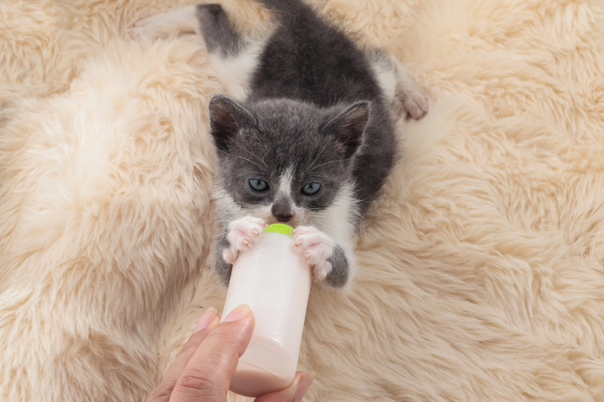 newborn-cat-drinking-milk-from-bottle.jpg