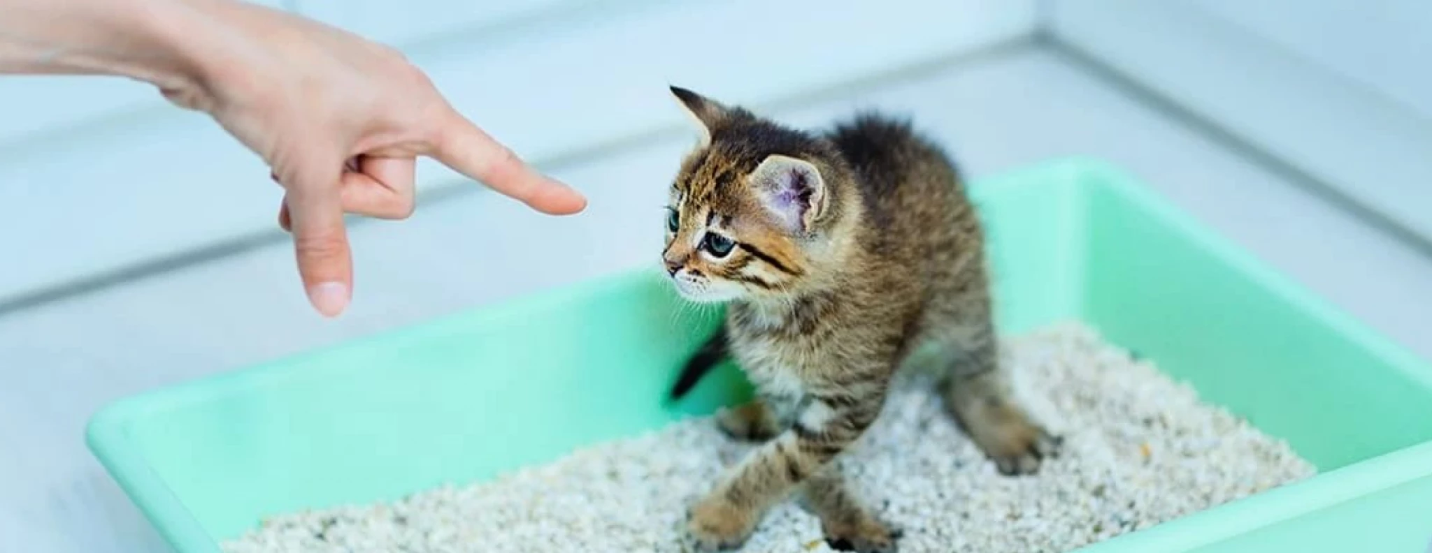 баннер Как приучить котенка к лотку 2.png