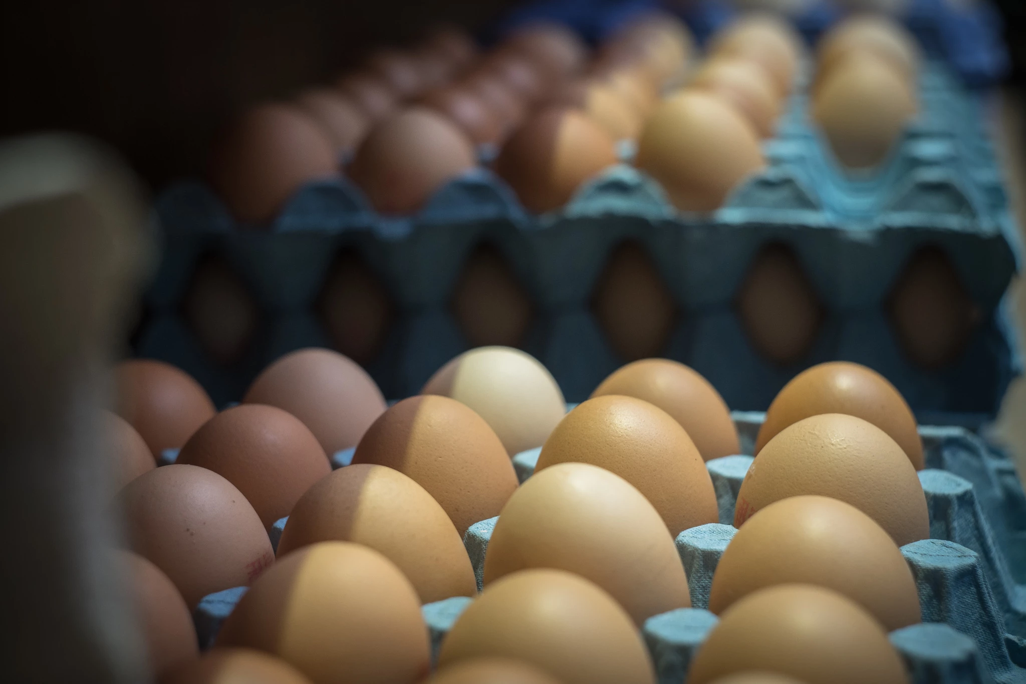 close-up-eggs-carton.jpg