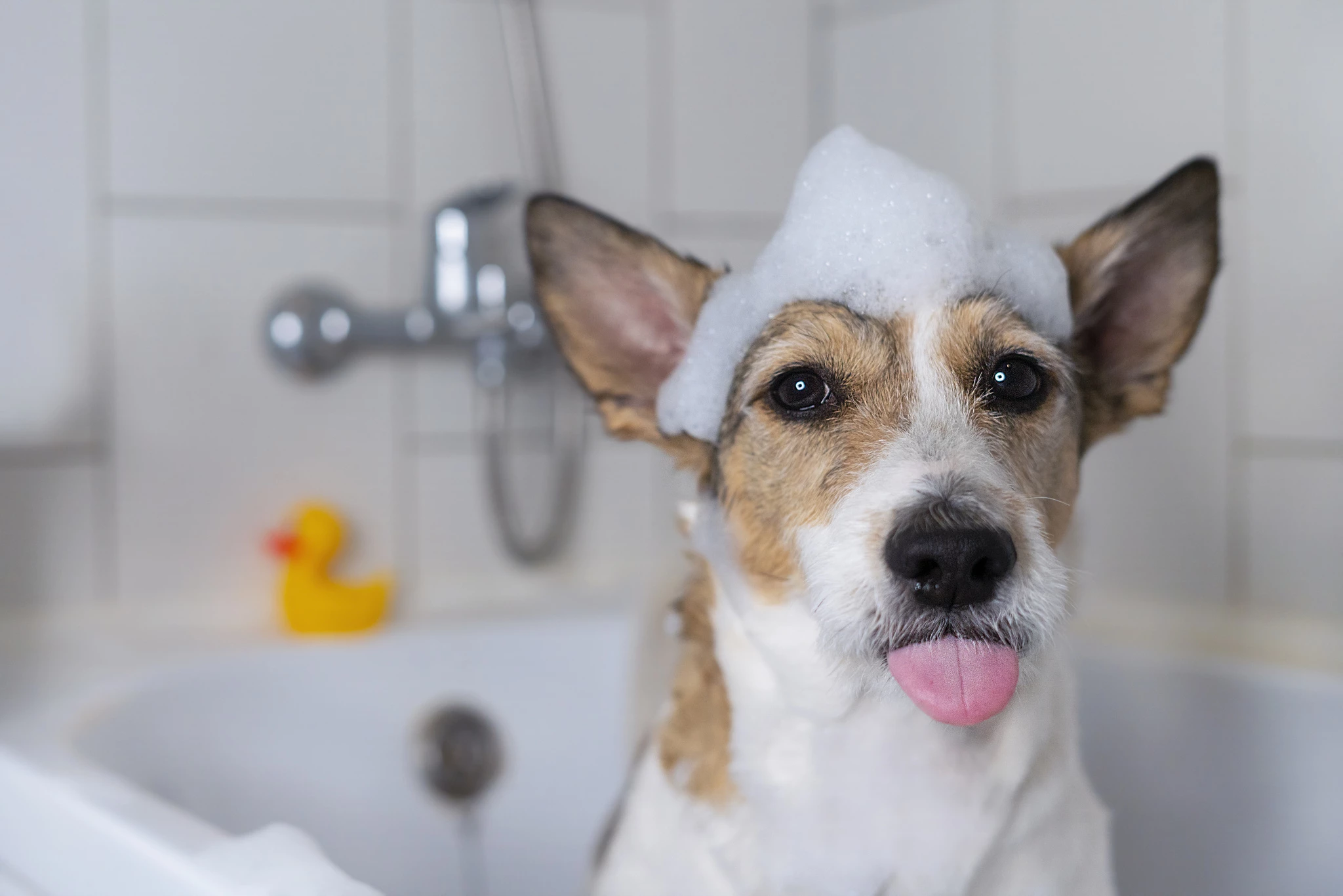 funny-dog-bathroom-with-slipper-his-head-pet-takes-shower-shows-its-tongue-soft-focus.jpg