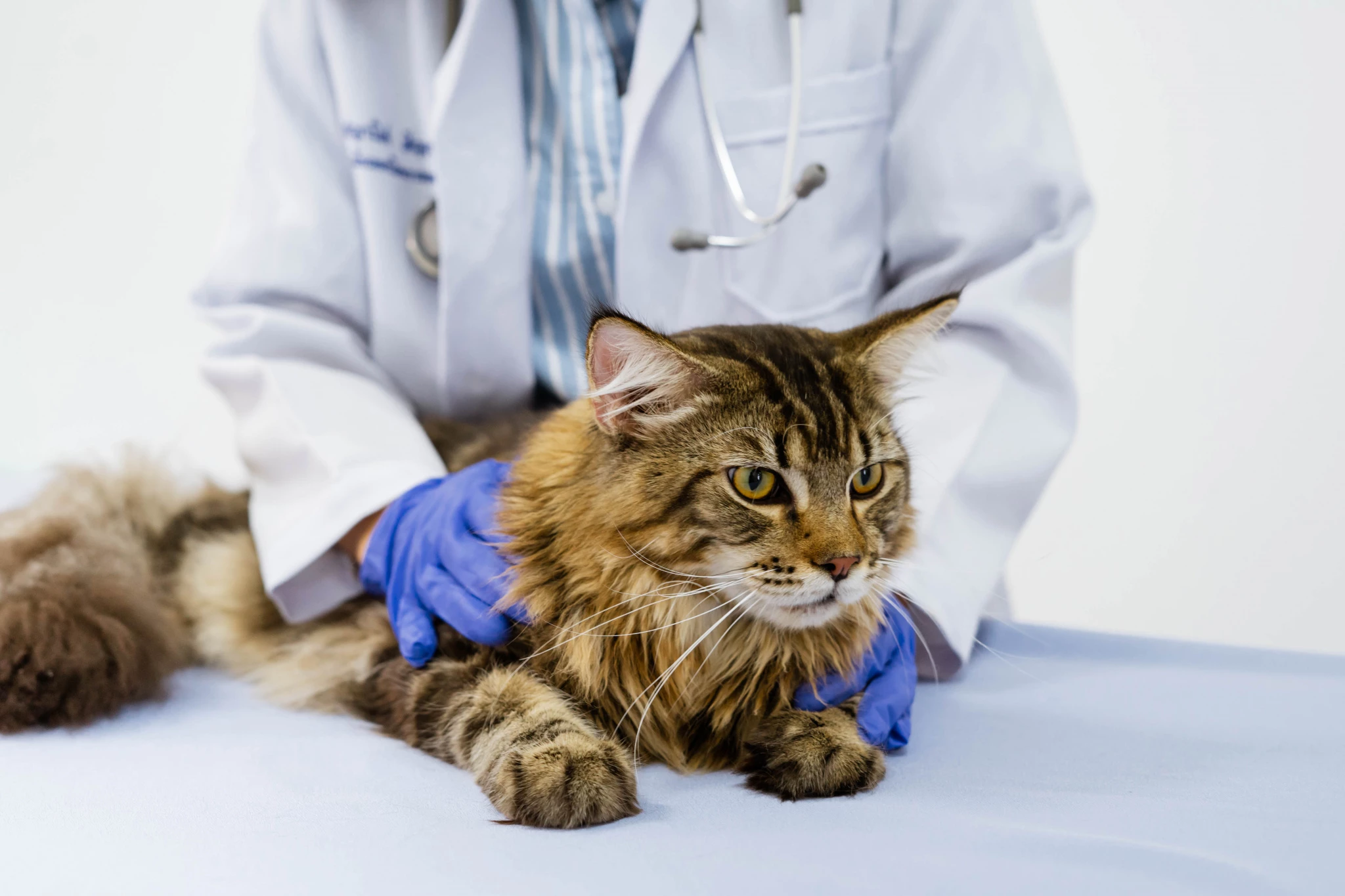 young-woman-veterinarian-examining-cat-table-veterinary-clinic.jpg