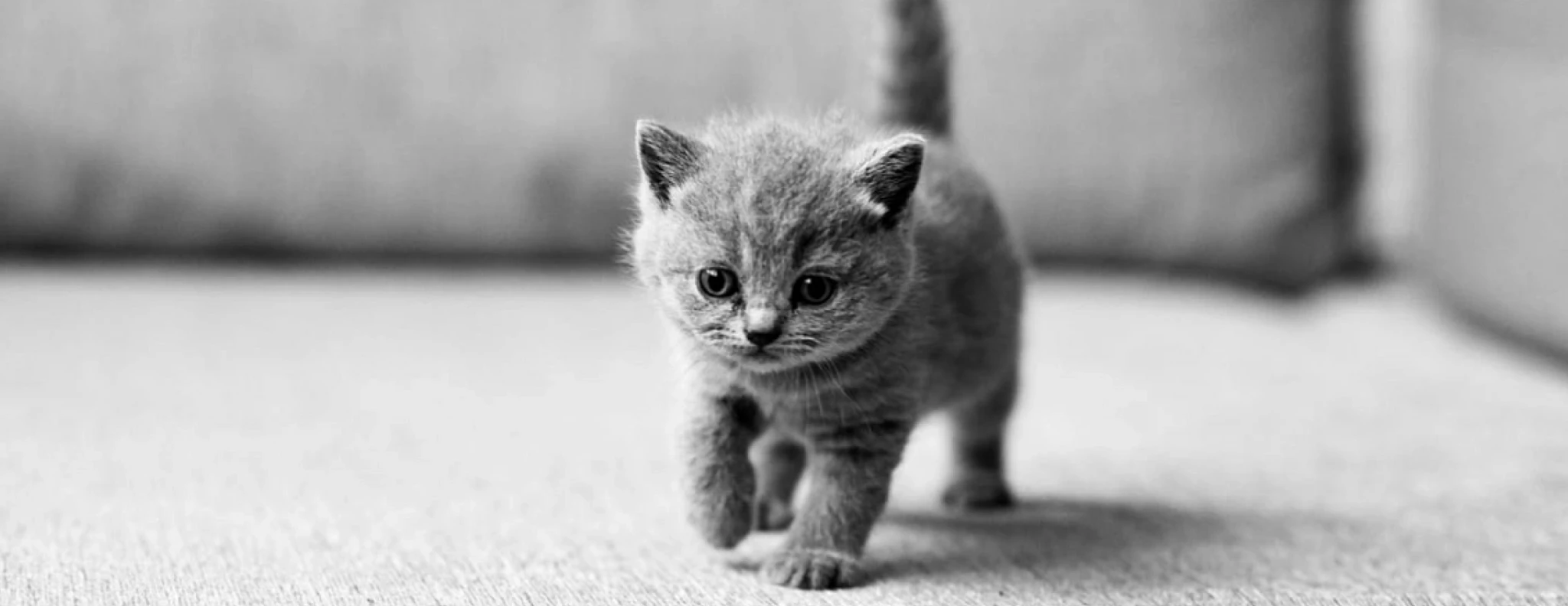 баннер как подготовиться к появлению котенка.png