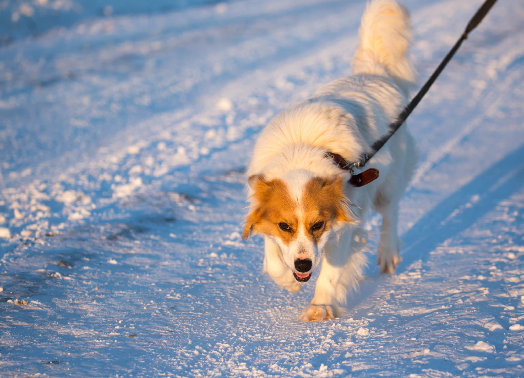 dog-running-snow.jpg