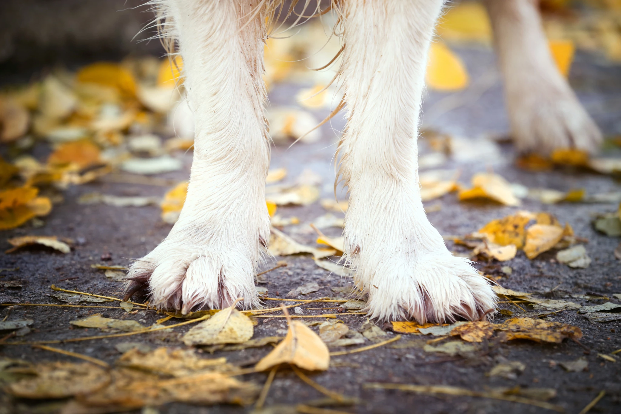 paws-cute-dog-outdoors-after-rain.jpg