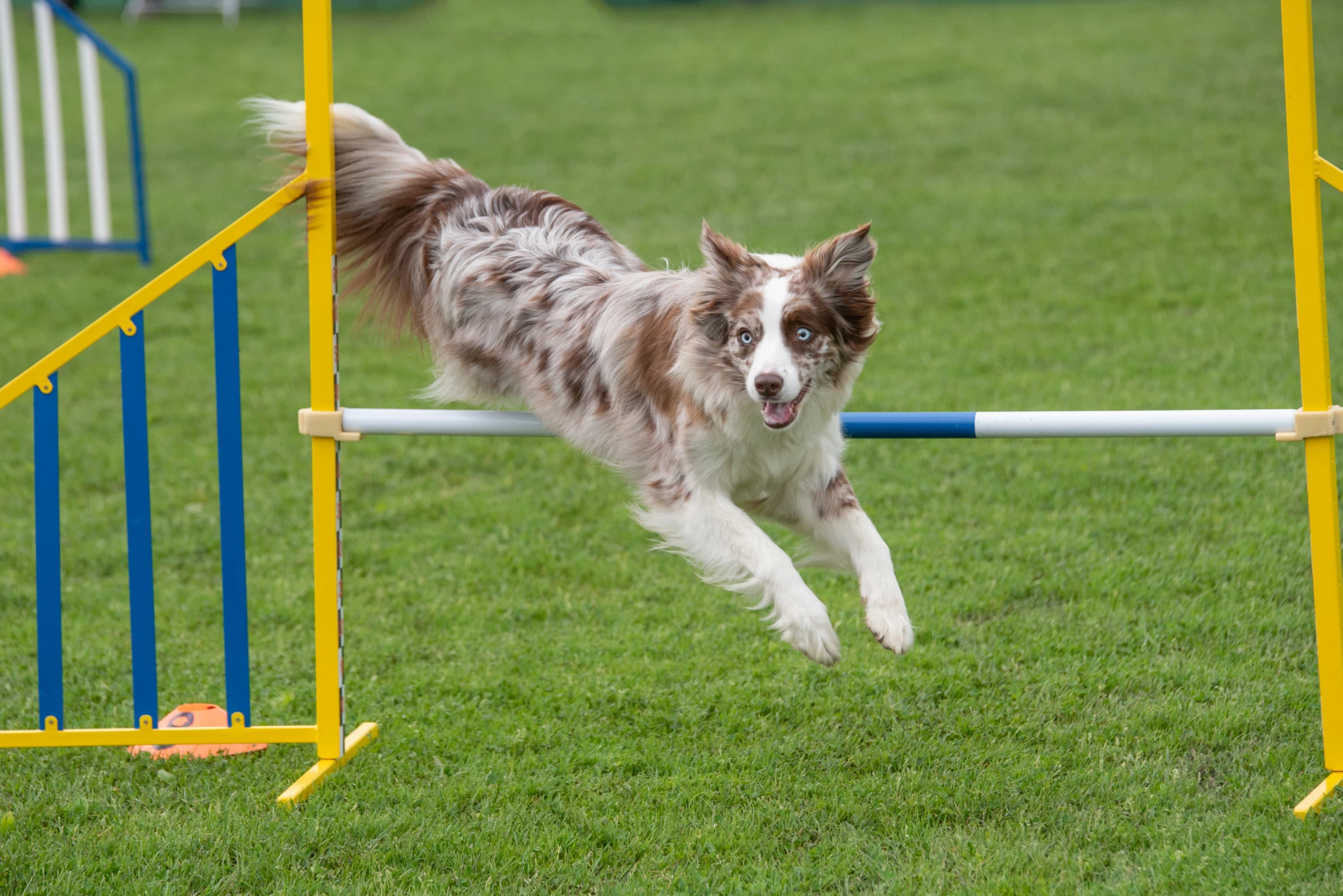 dog-running-grass.jpg