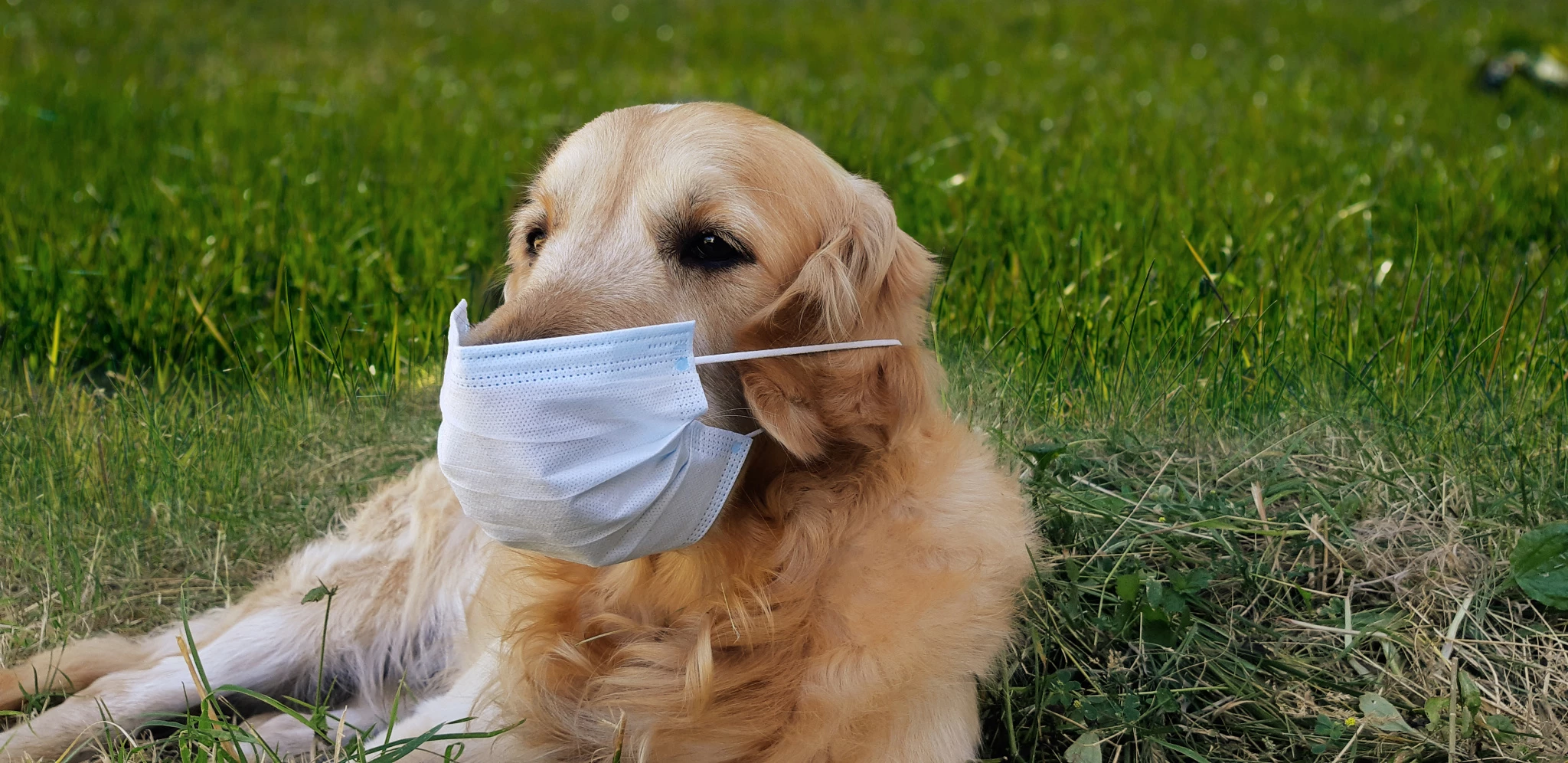 golden-retriever-protective-medical-mask-protects-itself-from-coronavirus.jpg