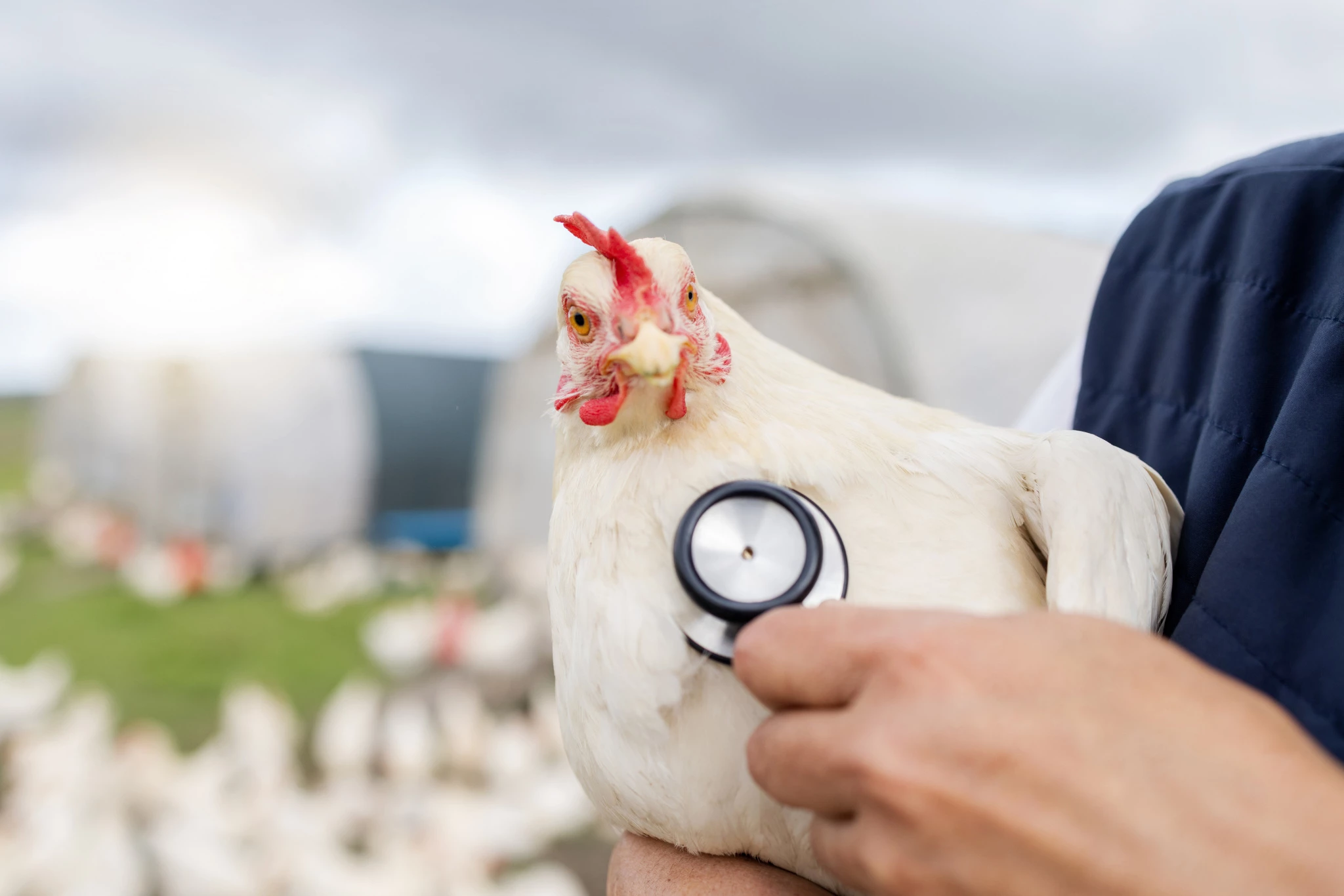 chicken-animal-health-stethoscope-with-vet-agriculture-livestock-poultry-farming-countryside-healthcare-animals-bird-mockup-space-person-farm-medical-test-wellness.jpg