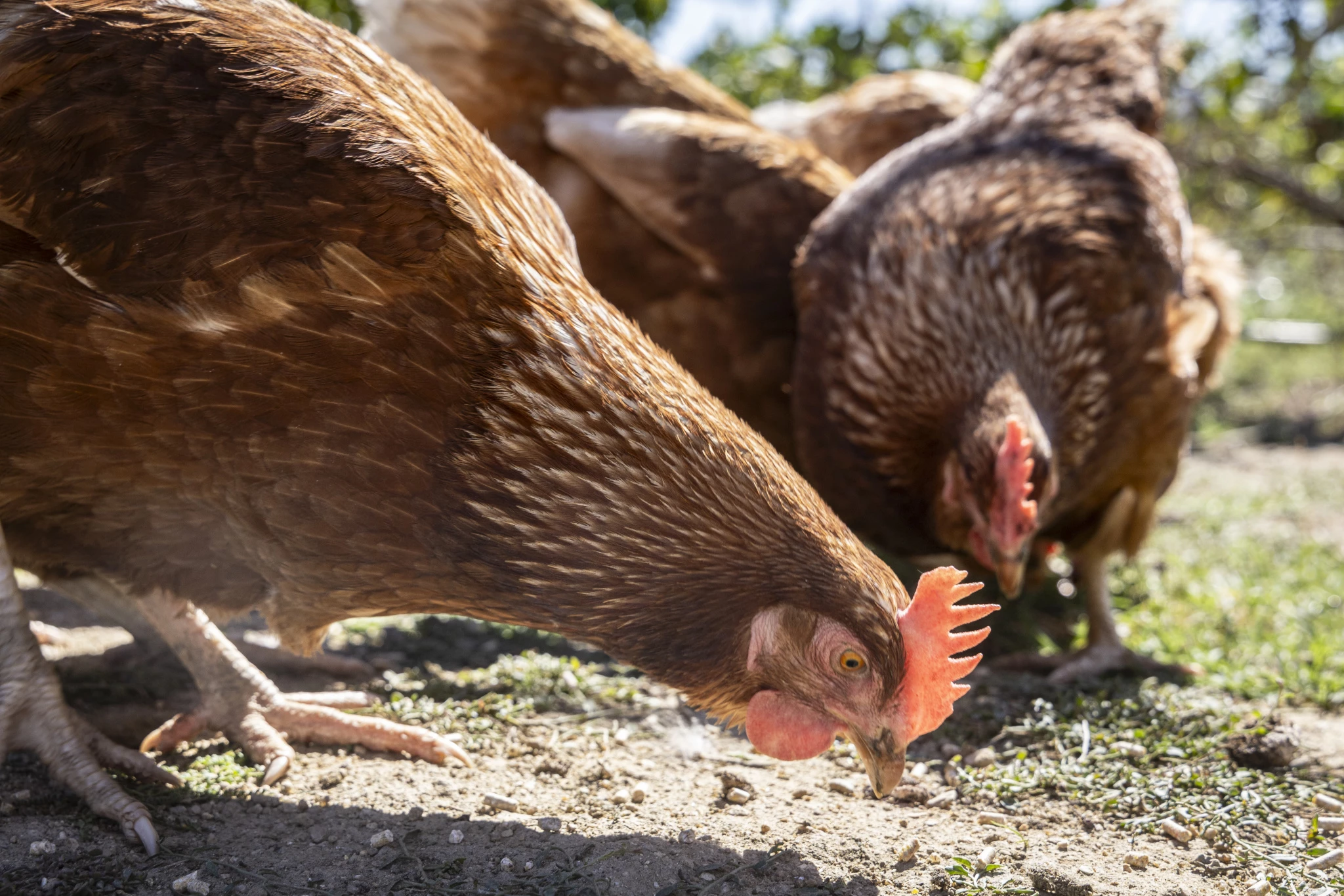 happy-freerange-chickens-outdoors.jpg