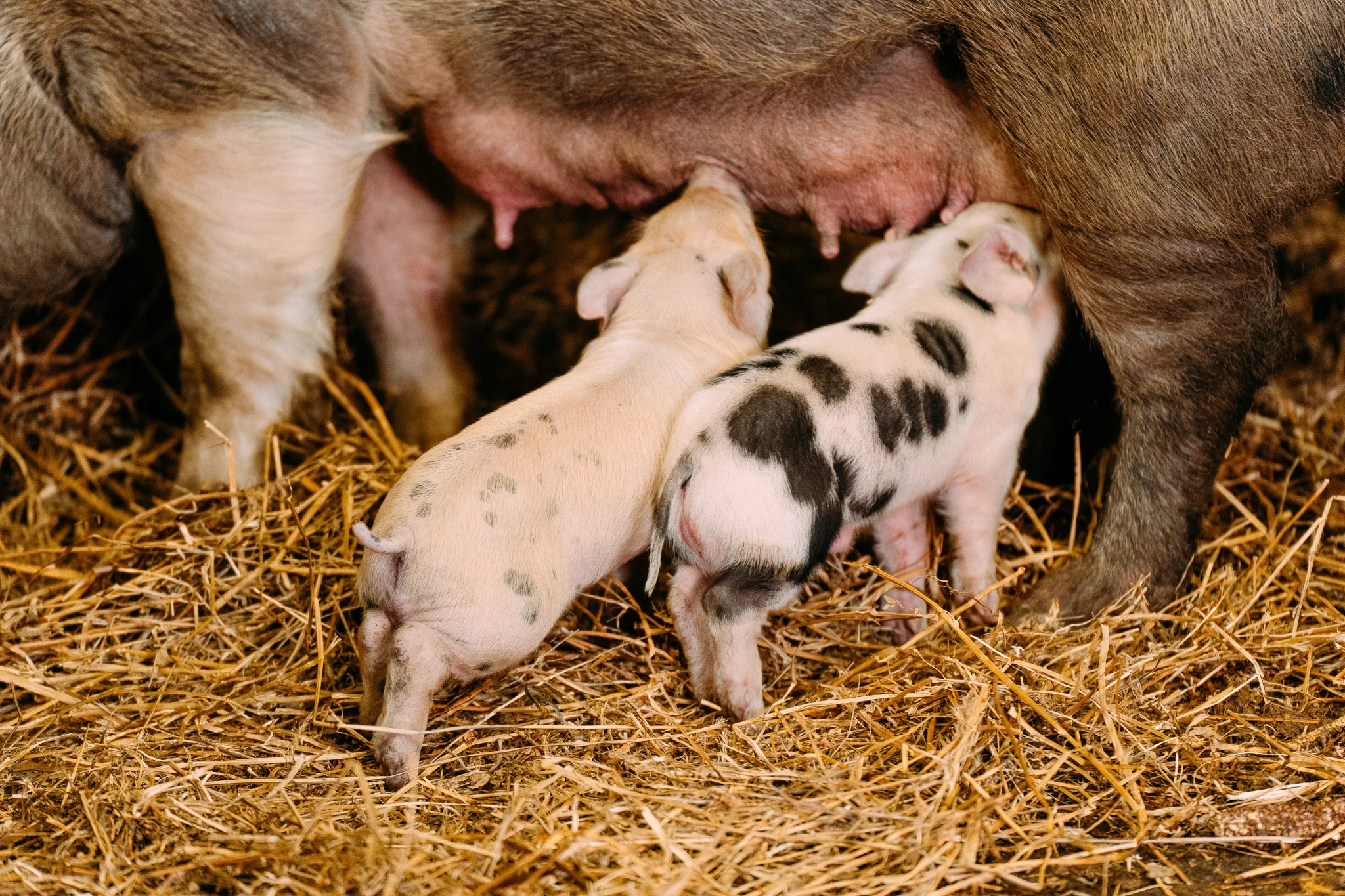 high-angle-view-piglets-feeding-stable.jpg