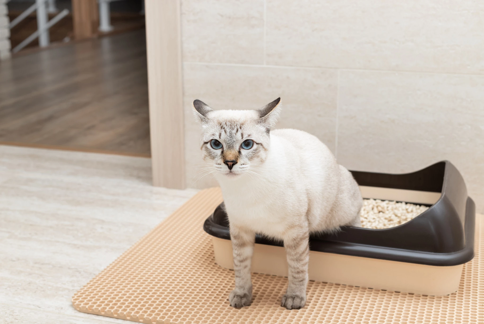 funny-tabby-cat-sitting-litter-box-looking-camera-toilet-domestic-pets.jpg