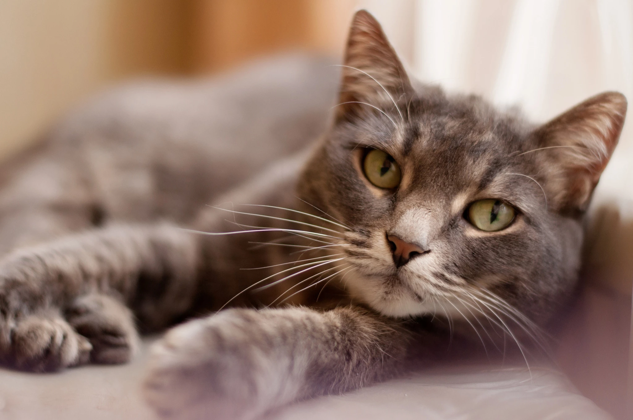 gray-striped-cat-with-green-eyes-lies-looks-into-frame.jpg