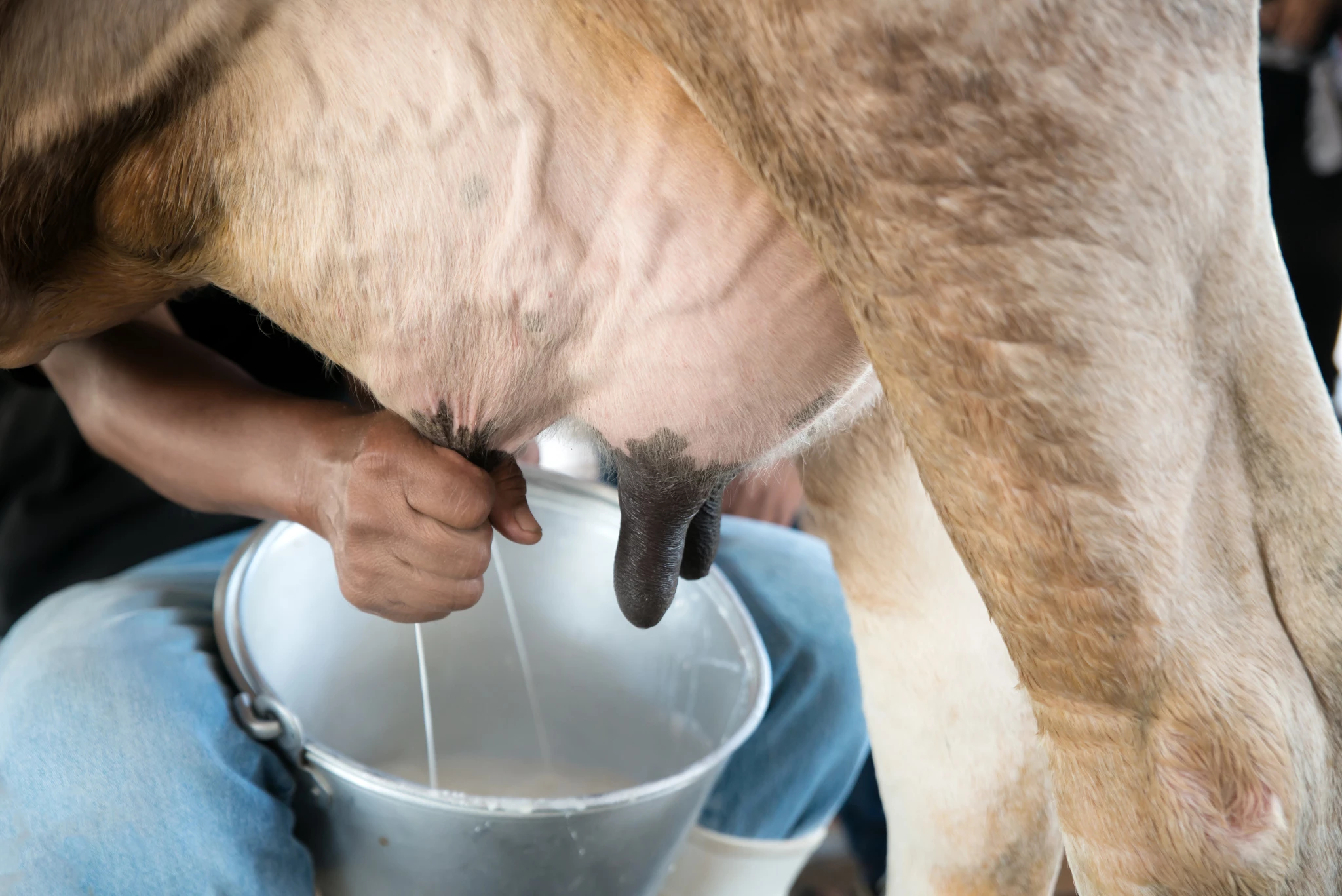 farmer-worker-hand-milking-cow-cow-milk-farm.jpg
